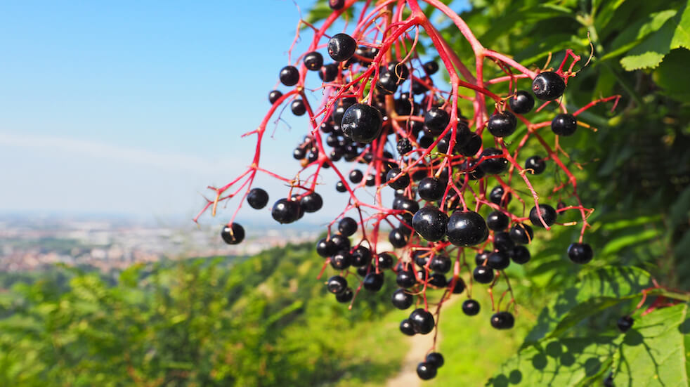 Tips for foraging in autumn: elderberries can be used to make fruit vinegar and syrup